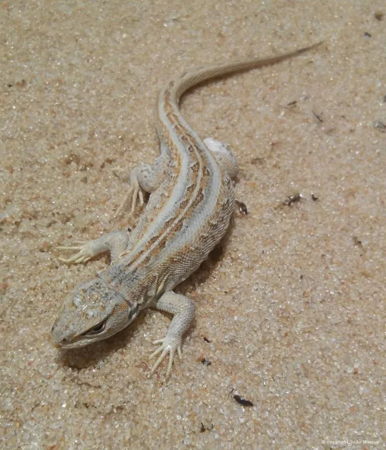 lagartixa das dunas
