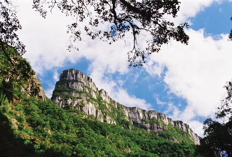 Tigre Preto Interior Canyon Fortaleza Foto Enio Frassetto