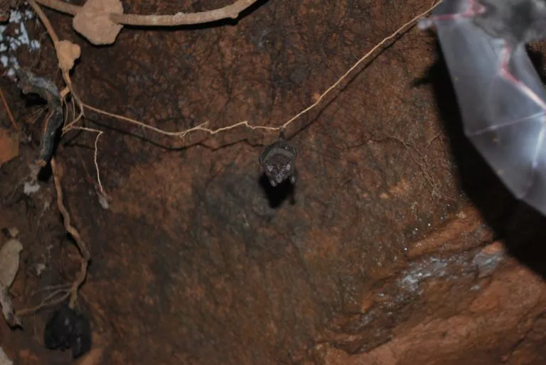 Paleotocas Xocleng 6 - Morro Grande (1)