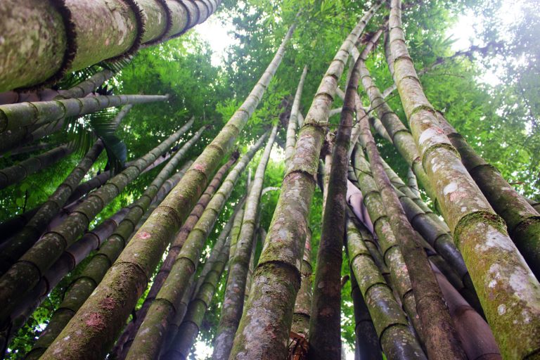 Trilha do bambu - Copia