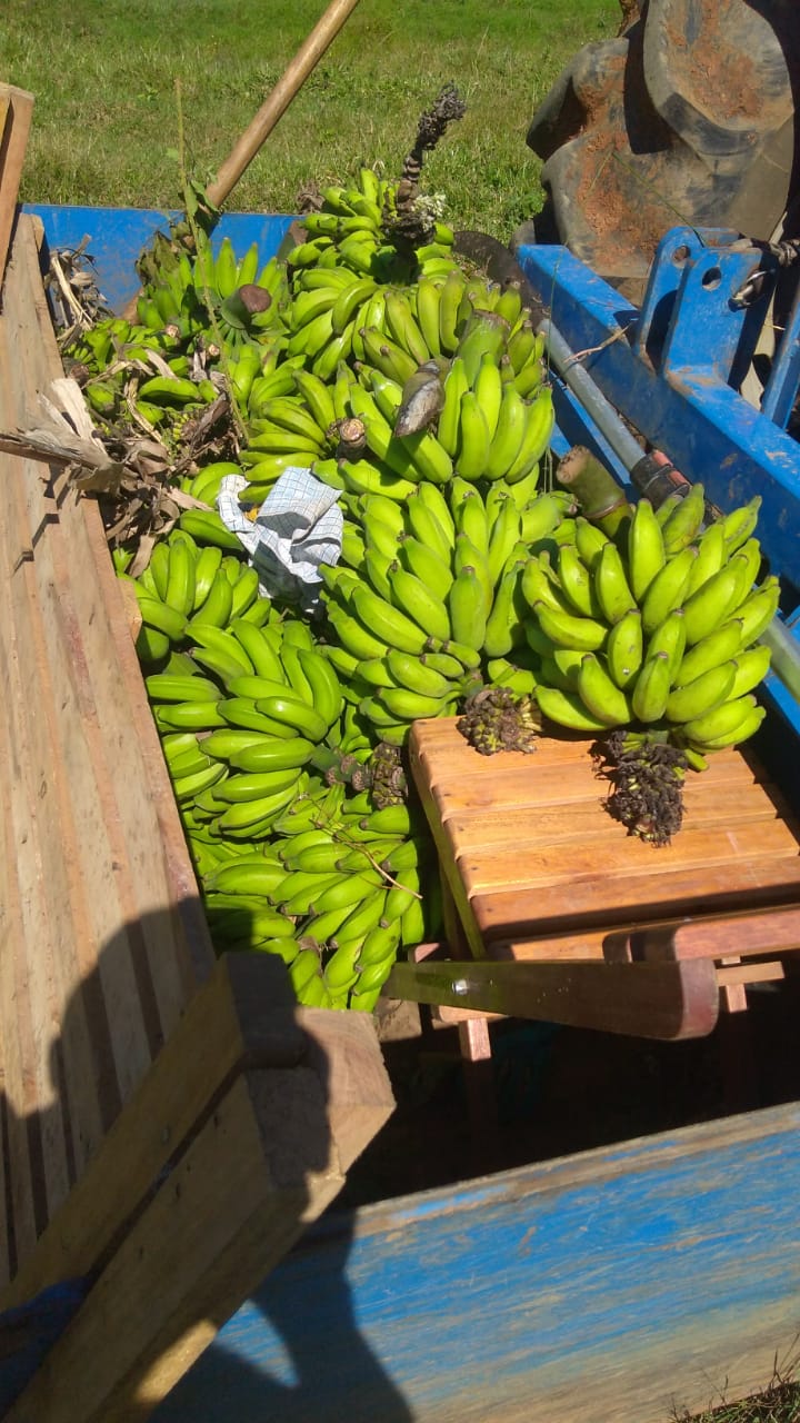 Bananas colhidas 2